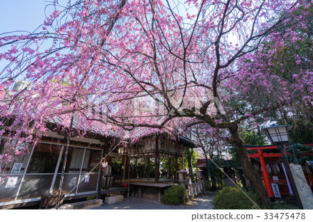 櫻花在京都Warefire Tenmangu神社 33475478