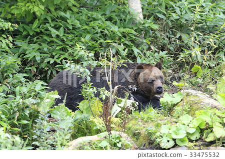 Brown bear 33475532