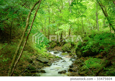 Mountain stream in the forest, Nagano prefecture, Ueda city, Kakuma valley. 33475604