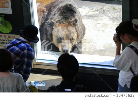 Brown bear in Kushiro City Zoo 33475622
