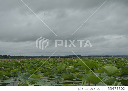Izunuma · Festival (Miyagi Prefecture) 33475802