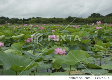 Izunuma · Festival (Miyagi Prefecture) 33475803