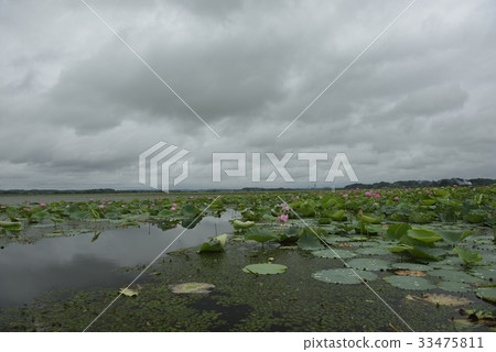 Izunuma · Festival (Miyagi Prefecture) 33475811