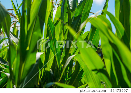 Beautiful corn field on blue sky background Beautiful corn field on blue sky background 33475997