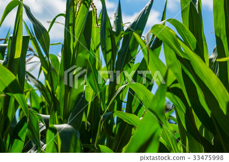 Beautiful corn field on blue sky background Beautiful corn field on blue sky background 33475998