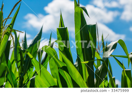 Beautiful corn field on blue sky background Beautiful corn field on blue sky background 33475999