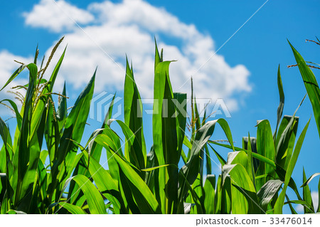 Beautiful corn field on blue sky background Beautiful corn field on blue sky background 33476014
