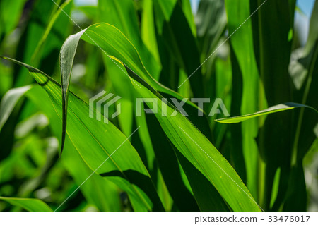 Beautiful corn field on blue sky background Beautiful corn field on blue sky background 33476017