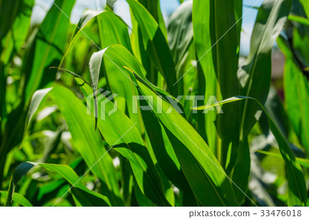 Beautiful corn field on blue sky background Beautiful corn field on blue sky background 33476018