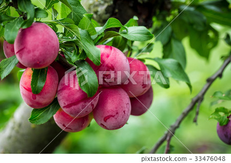 Beautiful background of the red ripe plums on tree Beautiful background of the red ripe plums on tree 33476048