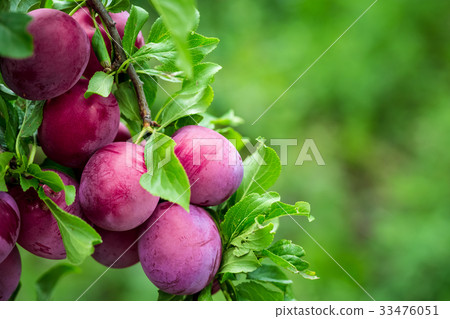 Beautiful background of the red ripe plums on tree Beautiful background of the red ripe plums on tree 33476051