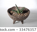 多汁植物gasteria耳蝸 33476357