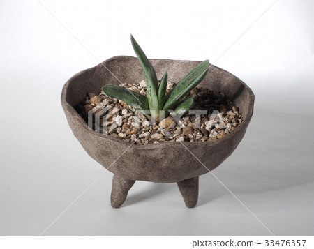 Succulent plant gasteria cochlea 33476357