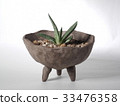 多汁植物gasteria耳蝸 33476358