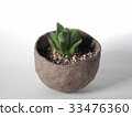 多汁植物Haorthia 33476360