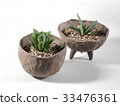 多肉植物haorchia gasteria cochlea 33476361