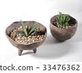多肉植物haorchia gasteria cochlea 33476362