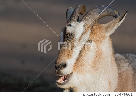 Goat Goat 33476661