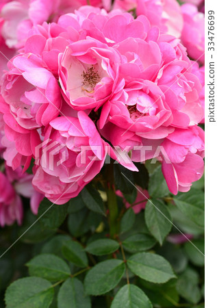 粉紅色的玫瑰 粉紅色的玫瑰 33476699