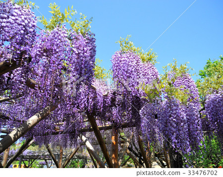  紫藤花 33476702