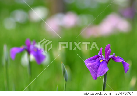 哈娜莎華 33476704