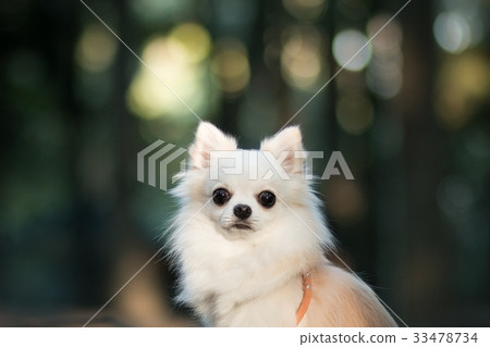 Long coat chihuahua and sunbeams 33478734