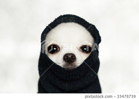 chihuahua turtleneck