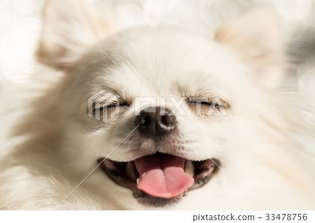 笑吉娃娃 33478756