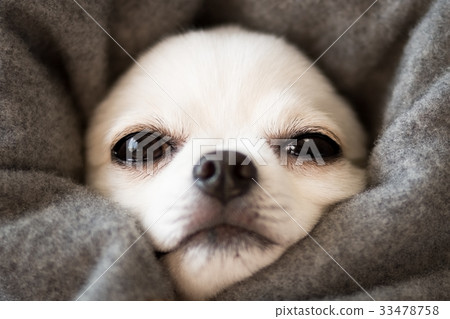 奇瓦瓦埋葬了 33478758