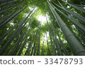 Kamakura Hokoku-ji Temple Bamboo Temple 33478793