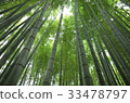 Kamakura Hokoku-ji Temple Bamboo Temple 33478797
