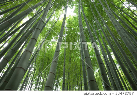 Kamakura Hokoku-ji Temple Bamboo Temple Kamakura Hokoku-ji Temple Bamboo Temple 33478797