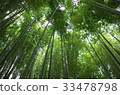 Kamakura Hokoku-ji Temple Bamboo Temple 33478798