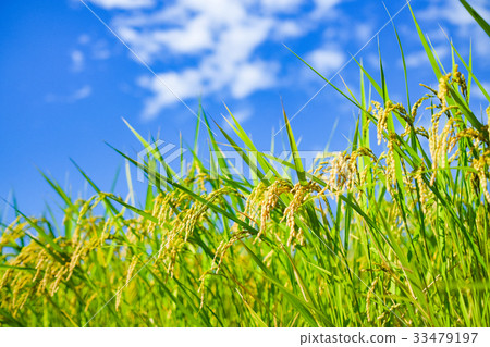 Summer rice (August) 33479197