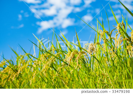 Summer rice (August) 33479198