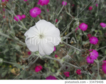 White flowers of narcissus 33479406
