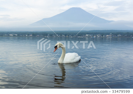 天鵝 湖 富士山 風景 鵝 白天鵝 山中湖 湖 水 水波 山 背景 天空 33479599