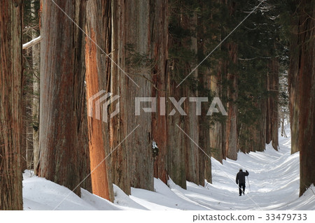 冬天雪松林 33479733