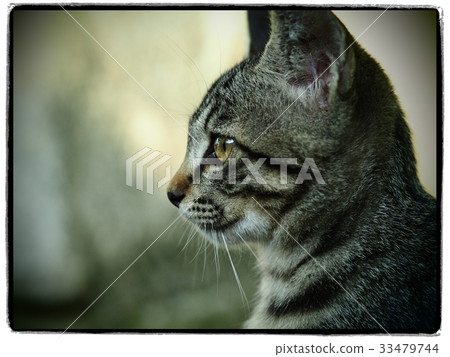 Kijitra Kitten Kijitra Kitten 33479744