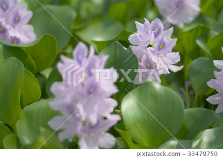 Cloth bag aose 33479750