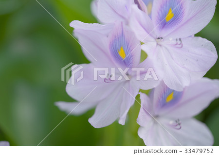 Cloth bag aose Cloth bag aose 33479752