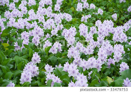 Cloth bag aose 33479753