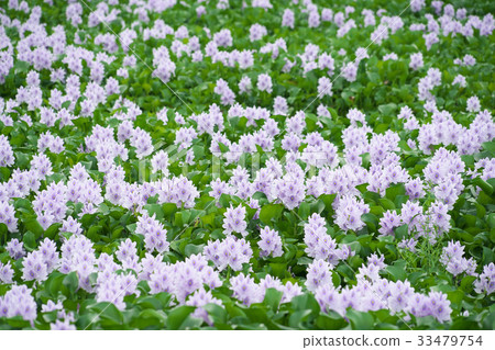 Cloth bag aose 33479754