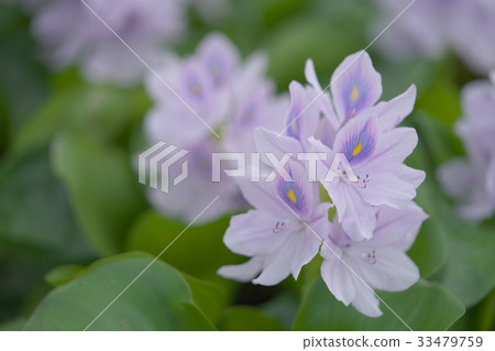 Cloth bag aose 33479759