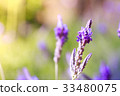 Lavender flower blossom 33480075