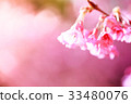 cherry blossom, Chiang Mai, Thailand 33480076
