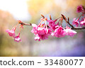 cherry blossom, Chiang Mai, Thailand 33480077