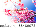 cherry blossom, Chiang Mai, Thailand 33480078