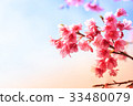 cherry blossom, Chiang Mai, Thailand 33480079