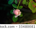 Close up beautiful pink rose 33480081